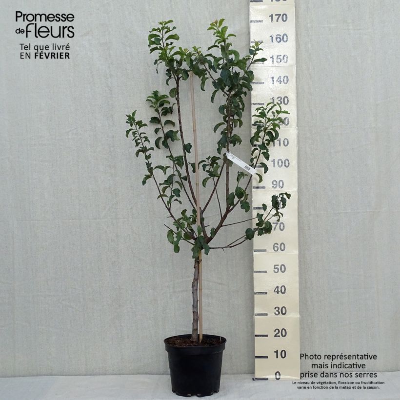 Prunus domestica Reine Claude violette - Common plum 7.5L/10L pot, Goblet sample as delivered in autumn
