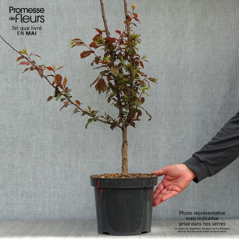 Prunus cerasifera Nigra (Atropurpurea)  7.5L/10L pot sample as delivered in spring