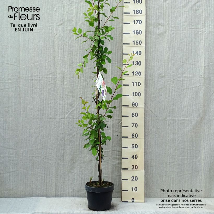 Prunus domestica Quetsche toronto - Common plum 6L/7L pot, Columnar sample as delivered in spring