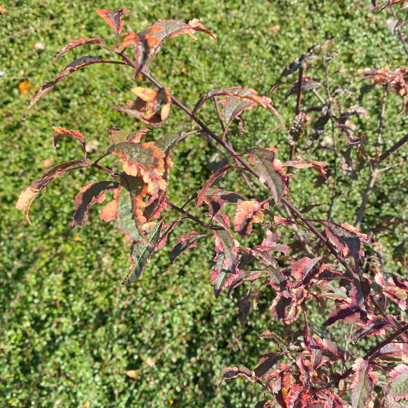 Prunus cerasifera Hessei - Cherry plum (Foliage)