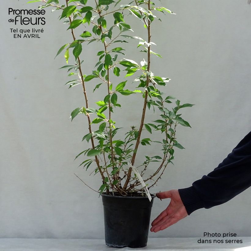 Prunus Okame - Cherry 4L/5L pot sample as delivered in spring