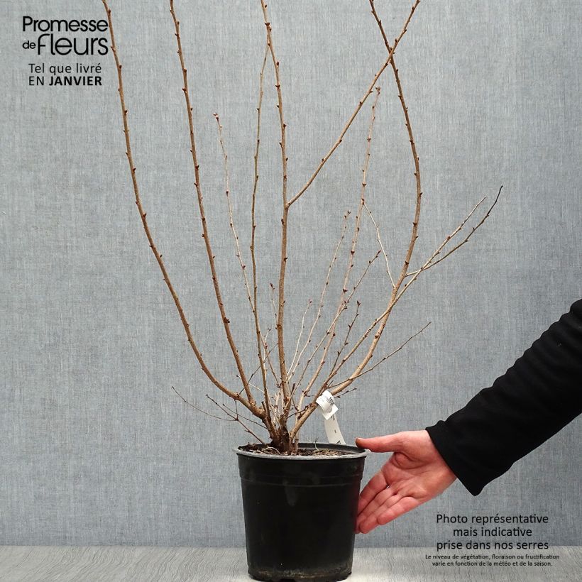 Prunus Okame - Cherry 4L/5L pot sample as delivered in winter