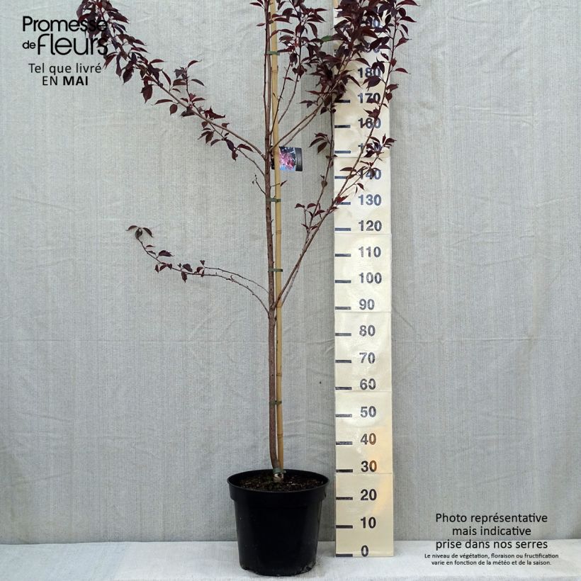Prunus serrulata Royal Burgundy - Japanese Cherry 7.5L/10L pot sample as delivered in spring