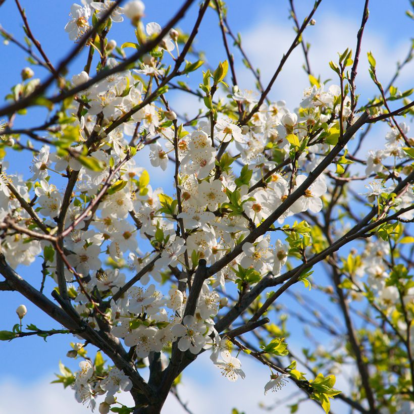 Prunus cerasifera Złoty Obłok - Cherry Plum (Flowering)