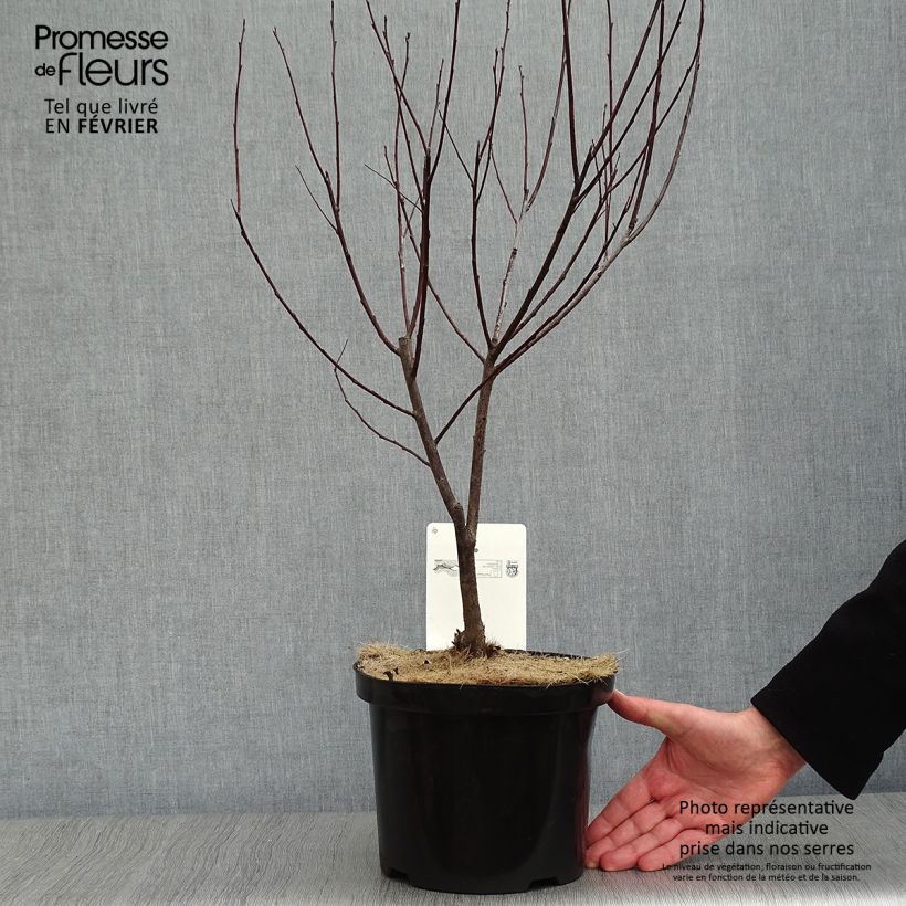 Prunus x cistena - Purple-leaved Sand Cherry 4L/5L pot sample as delivered in winter