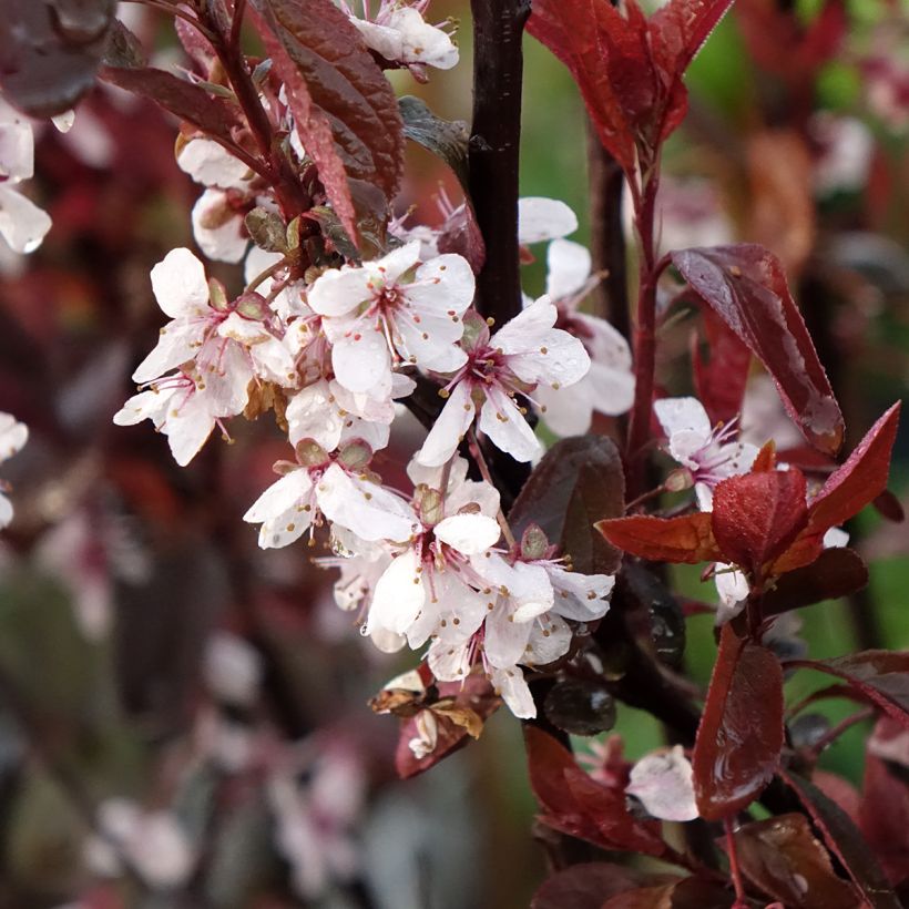 Prunus x cistena - Purple-leaved Sand Cherry (Flowering)