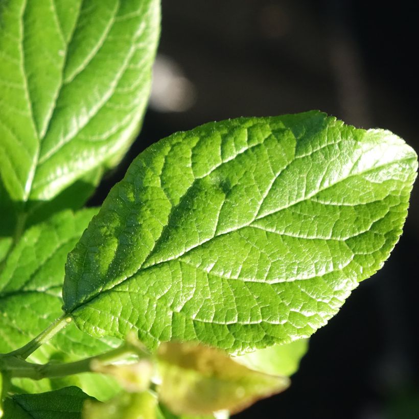Prunus domestica Węgierka Dąbrowicka - Common plum (Foliage)