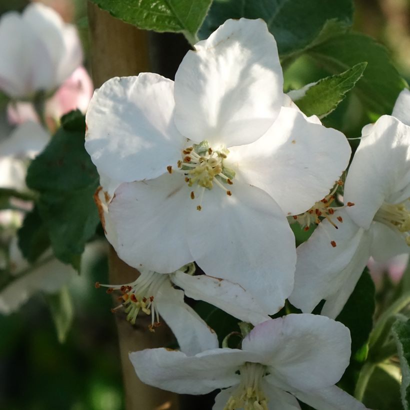 Prunus domestica Węgierka Dąbrowicka - Common plum (Flowering)