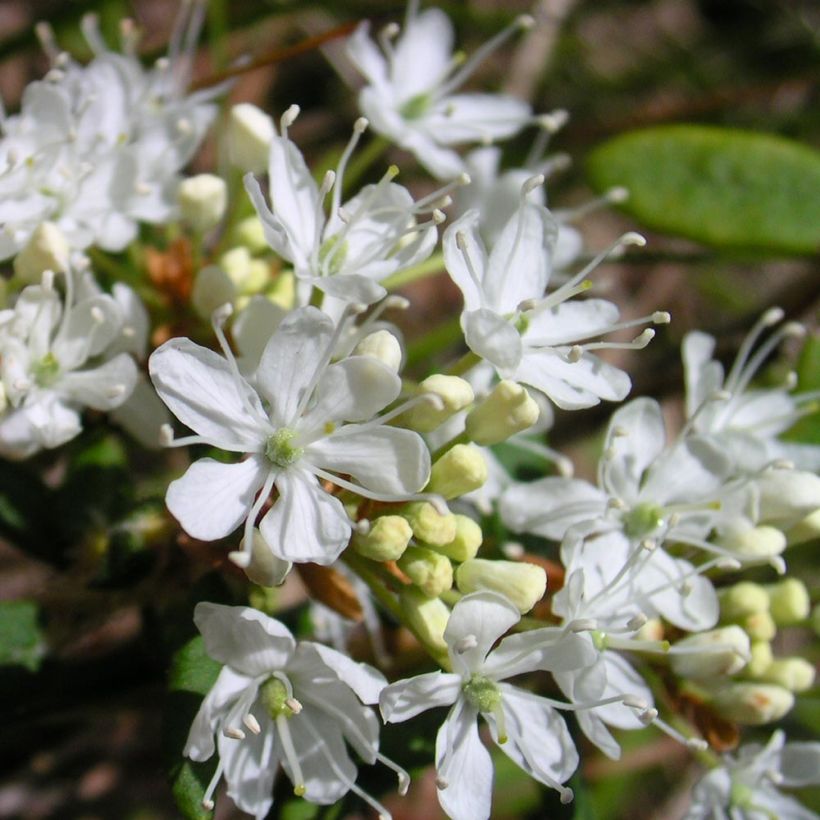 Prunus x eminens Umbraculifera (Flowering)