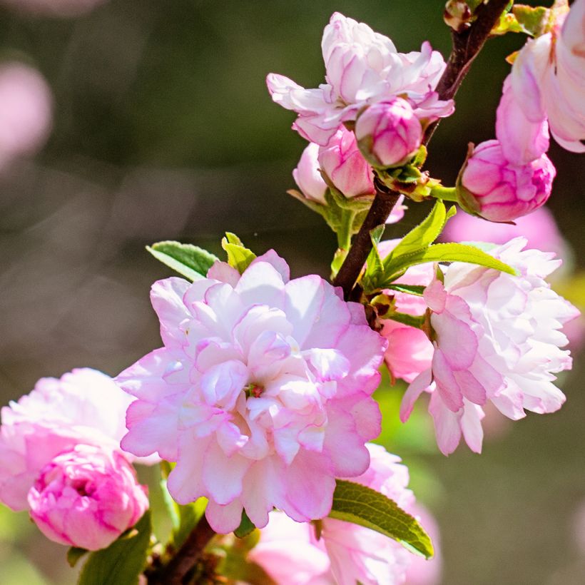 Prunus glandulosa Sinensis - Dwarf flowering Almond (Flowering)