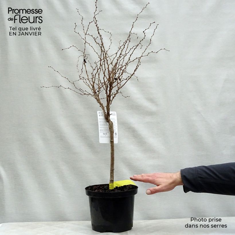Prunus incisa Kojo-No-Mai - Cherry 4L/5L pot sample as delivered in winter