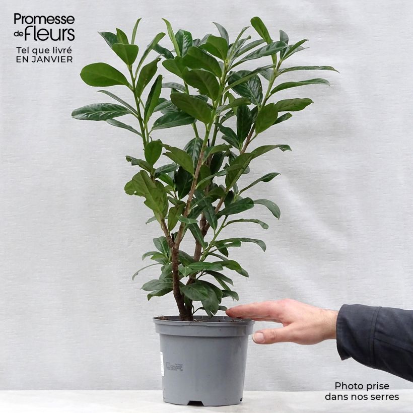 Prunus laurocerasus Novita- Cherry Laurel 2L/3L pot sample as delivered in winter