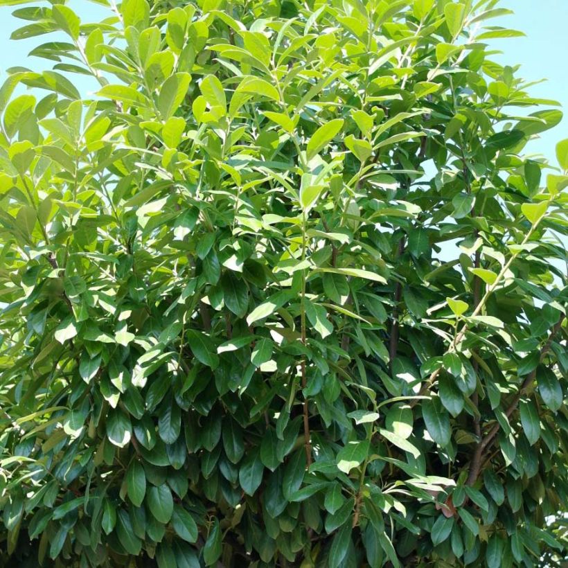 Prunus laurocerasus Novita- Cherry Laurel (Plant habit)