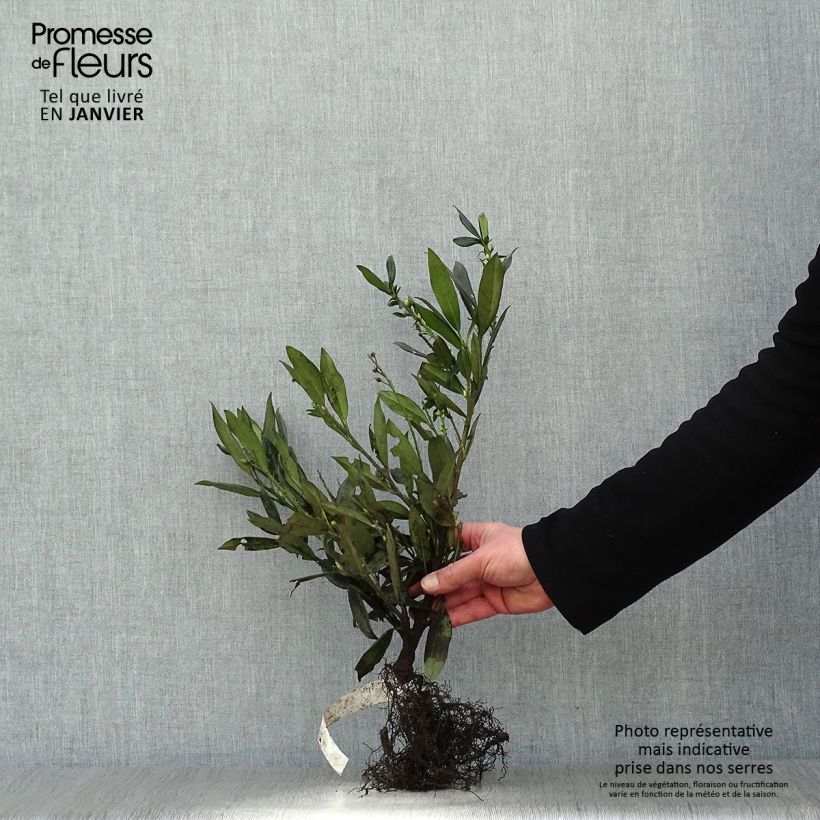 Prunus laurocerasus Otto Luyken - Cherry Laurel Bare root sample as delivered in winter
