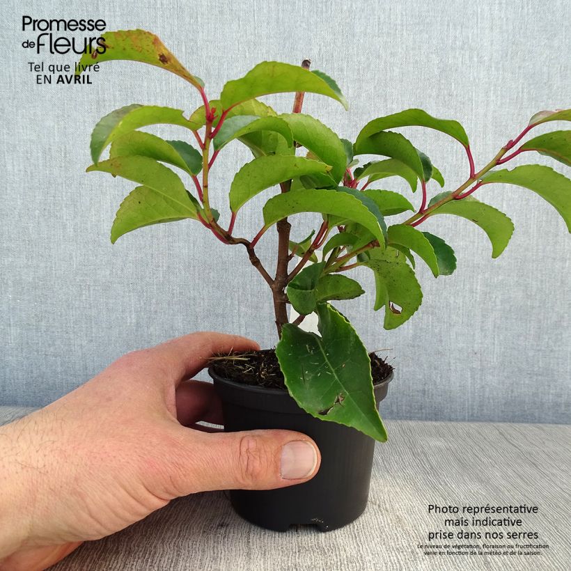 Prunus lusitanica ssp. azorica Tico (YBRAZO01) 8/9 cm pot sample as delivered in spring