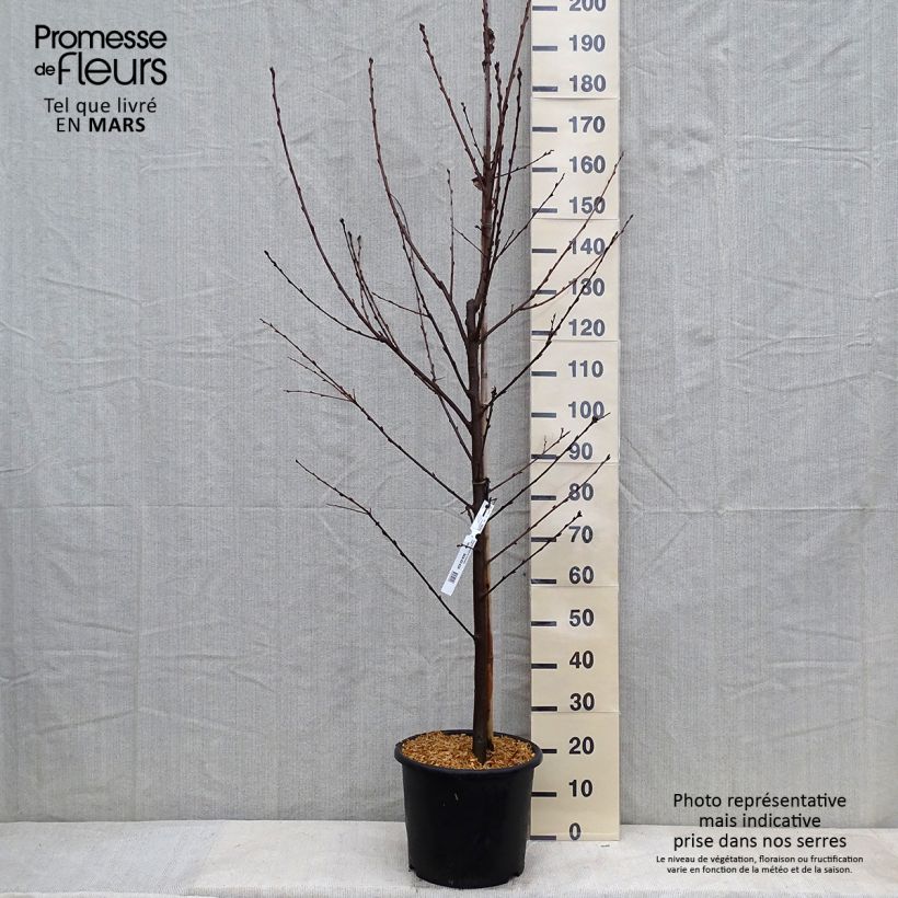 Prunus padus Le Thoureil 7.5L/10L pot sample as delivered in winter