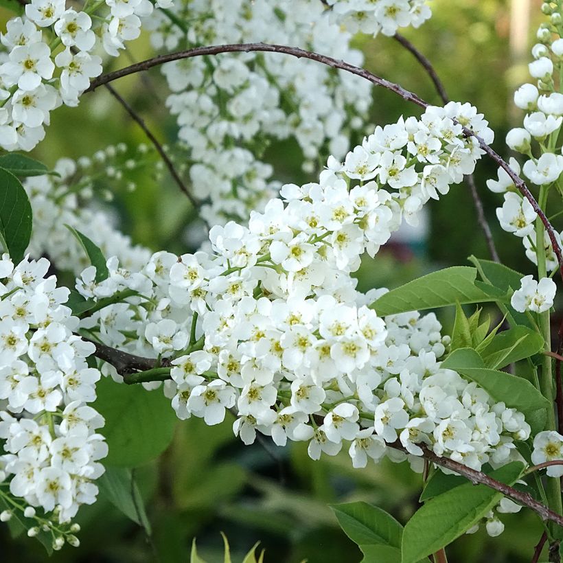 Prunus padus Le Thoureil (Flowering)