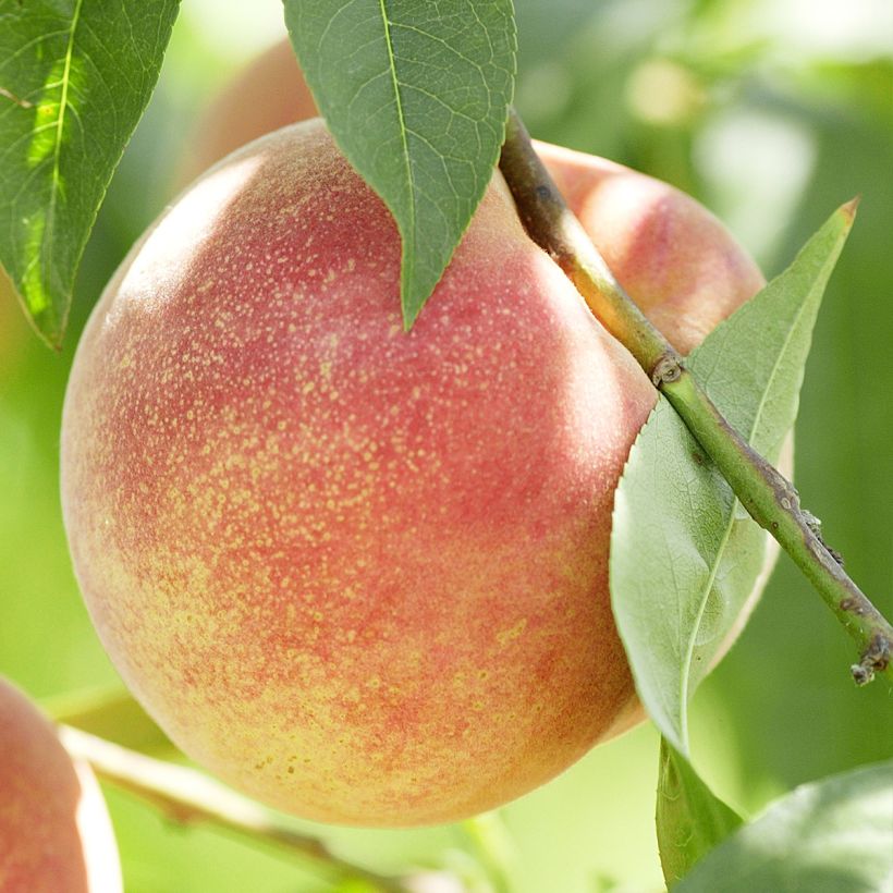 Prunus persica White Vine Peach - PEach Tree (Harvest)