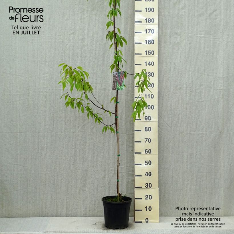 Prunus serrula Amber Scots - Tibetan Cherry 7.5L/10L pot, Sapling sample as delivered in summer