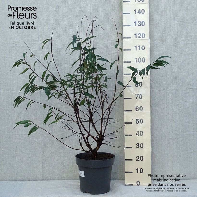 Prunus serrula - Tibetan Cherry 7.5L/10L pot sample as delivered in autumn