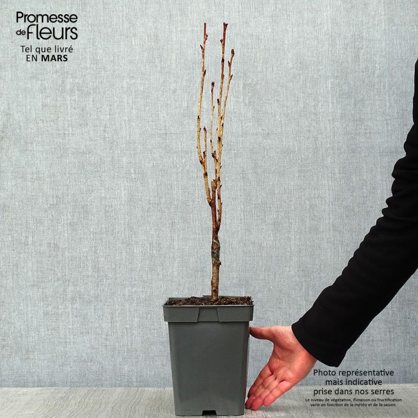 Prunus serrulata Amanogawa - Japanese Cherry 4L/5L pot sample as delivered in winter