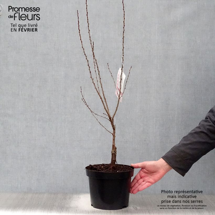 Prunus tenella Fire Hill 3L/4L pot sample as delivered in winter