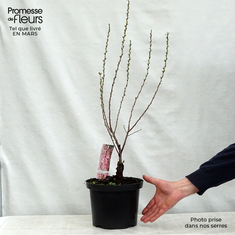 Prunus tenella Fire Hill 3L/4L pot sample as delivered in spring