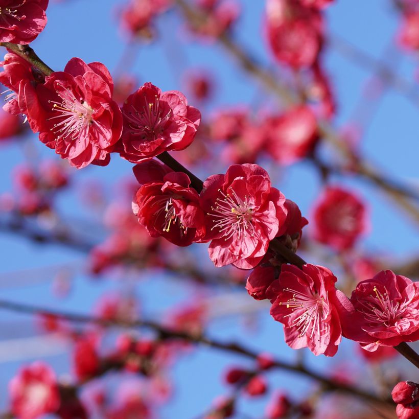 Prunus persica Melred Weeping (Flowering)