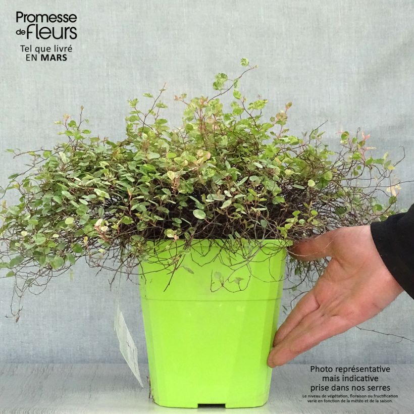 Pseudanthus tasmanicus Radiance 4L/5L pot sample as delivered in spring