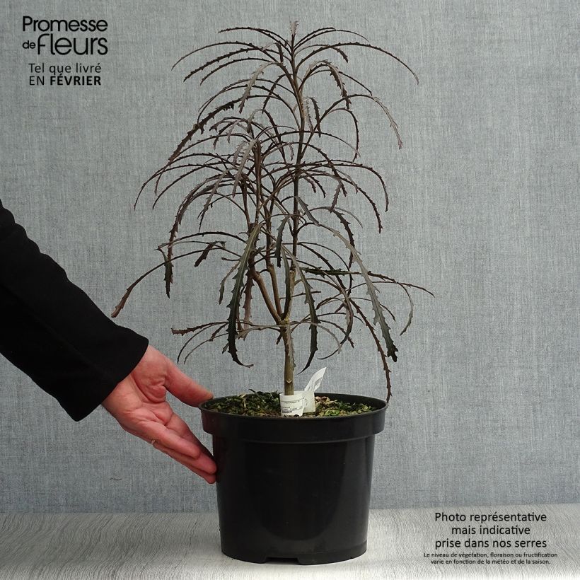 Pseudopanax lessonii Bronze Eagle 3L/4L pot sample as delivered in winter
