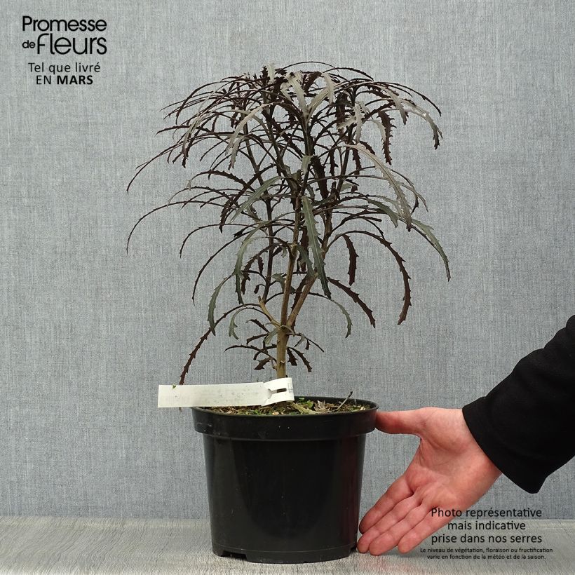 Pseudopanax lessonii Bronze Eagle 3L/4L pot sample as delivered in spring