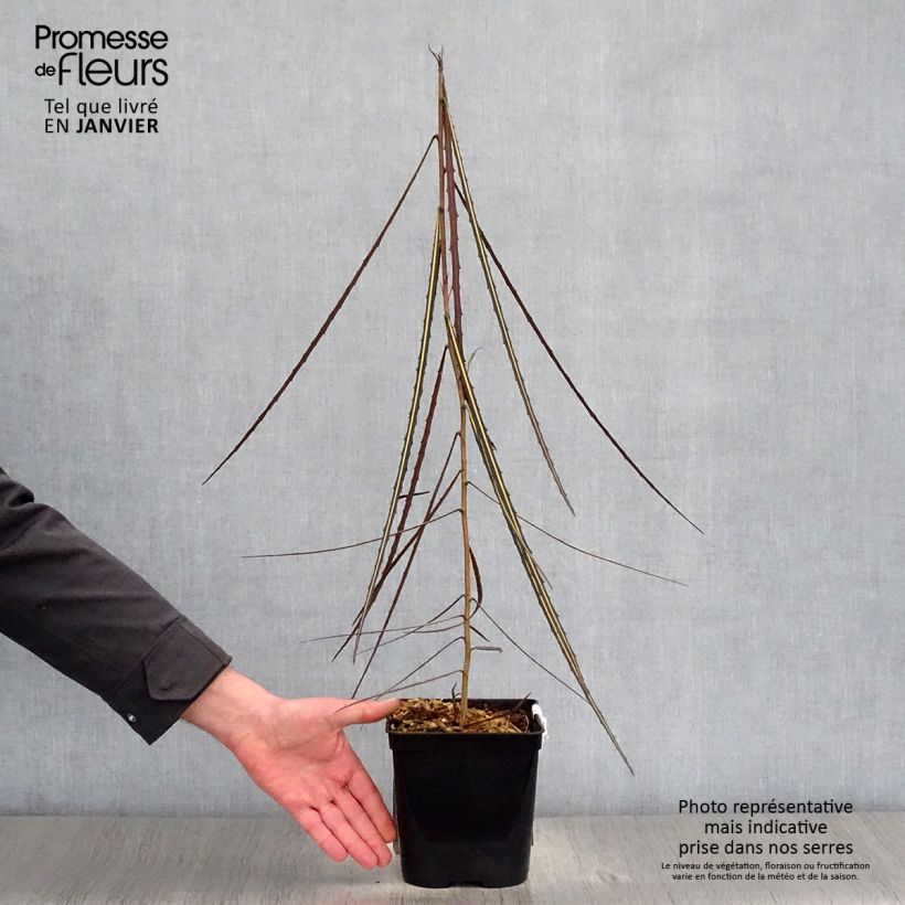 Pseudopanax crassifolium 2L/3L pot sample as delivered in winter