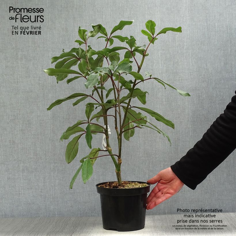 Pseudopanax laetus 3L/4L pot sample as delivered in winter