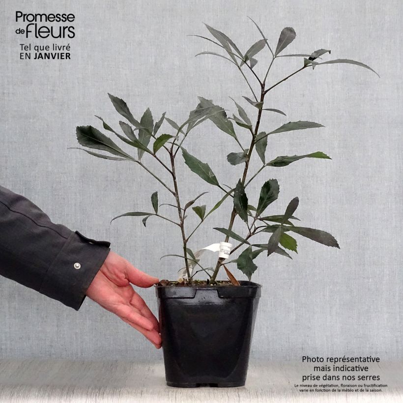 Pseudopanax lessonii Dark Star 2L/3L pot sample as delivered in winter