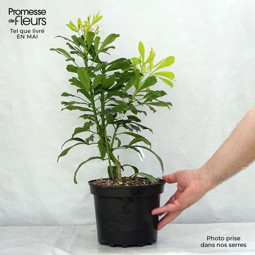 Pseudopanax Goldfinger 3L/4L pot sample as delivered in spring