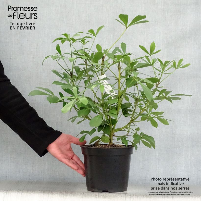 Pseudopanax Goldsplash 3L/4L pot sample as delivered in winter