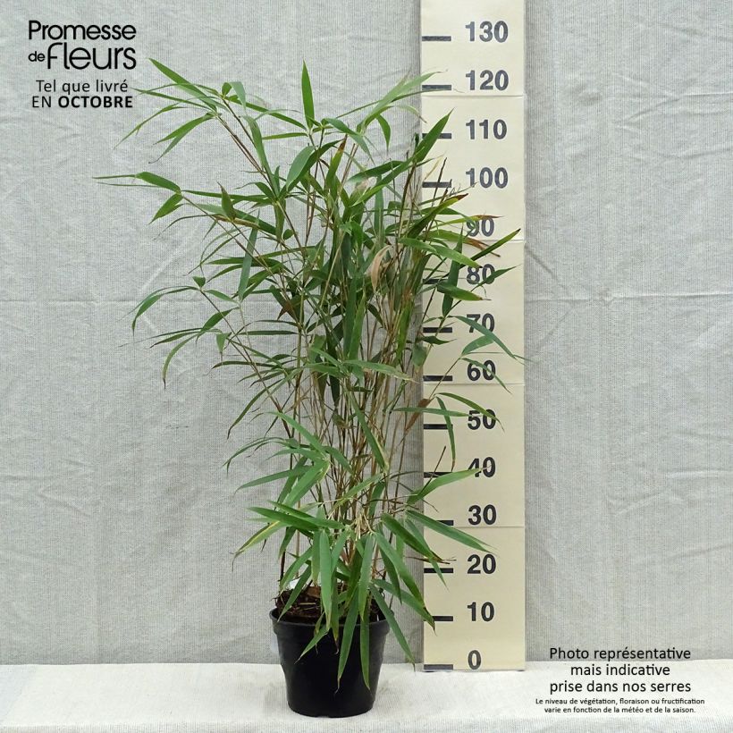 Pseudosasa japonica Tsutsumiana - Arrow Bamboo 4L/5L pot sample as delivered in autumn