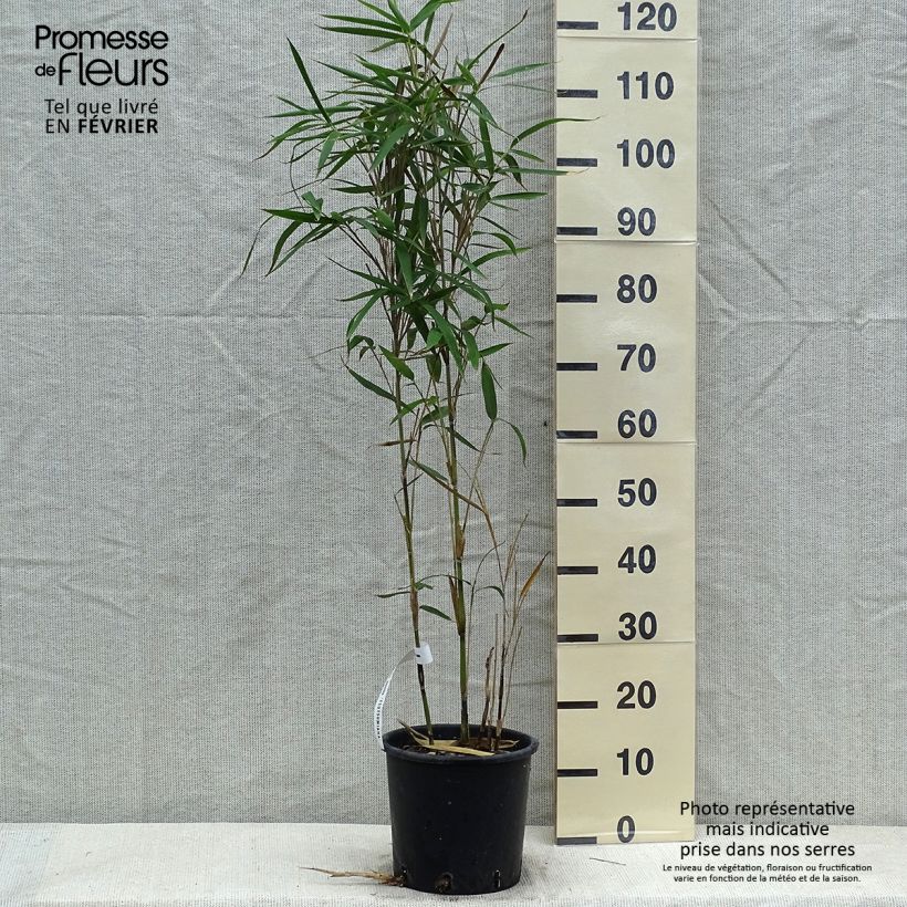 Pseudosasa japonica Tsutsumiana - Arrow Bamboo 4L/5L pot sample as delivered in winter