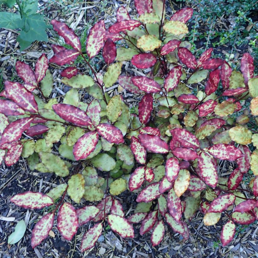 Pseudowintera colorata Red Leopard (Plant habit)