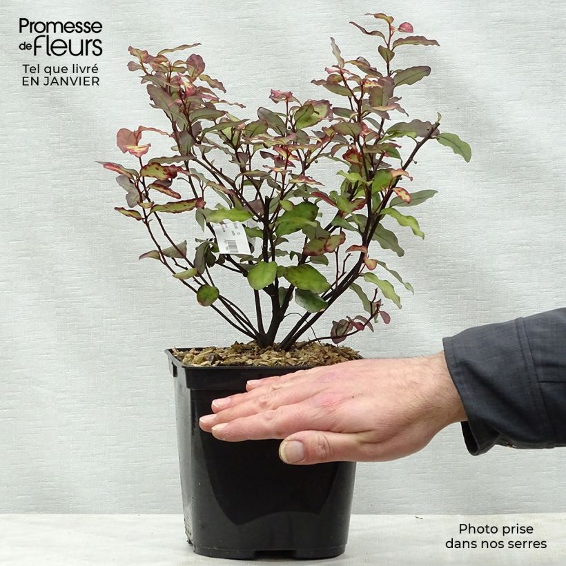 Pseudowintera colorata Red Leopard 2L/3L pot sample as delivered in winter