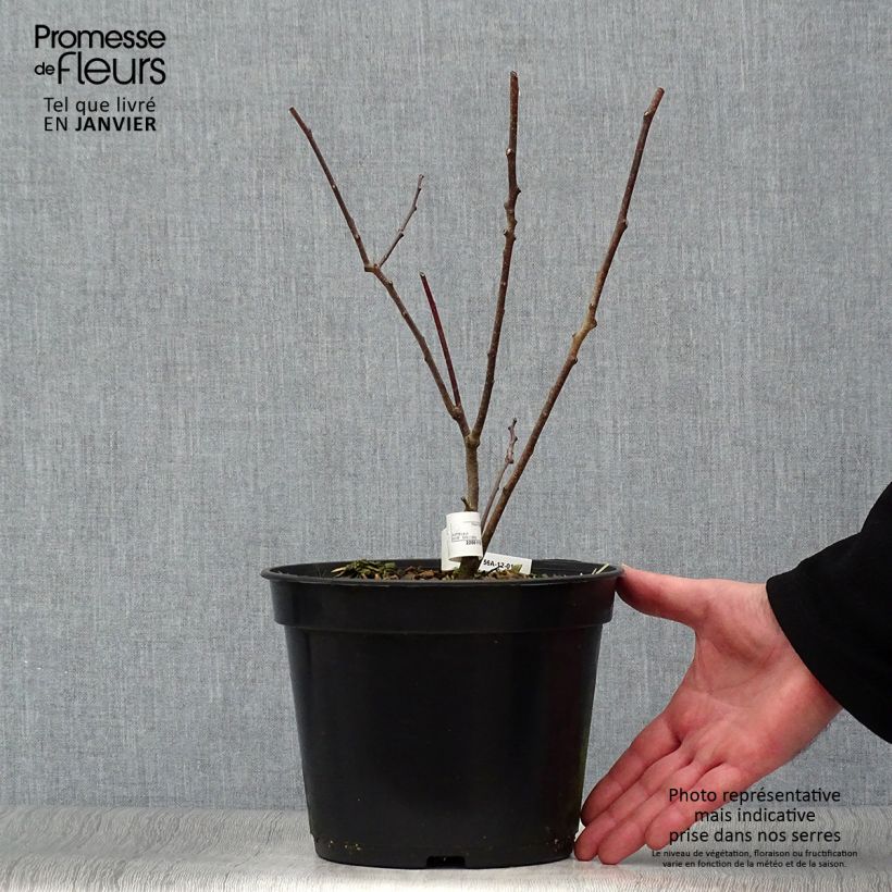 Ptelea trifoliata - Hoptree 3L/4L pot sample as delivered in winter