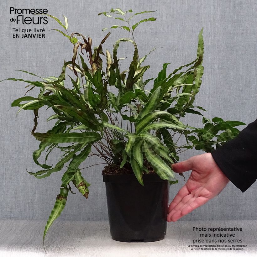 Pteris nipponica - White-striped Cretan Brake 3L/4L pot sample as delivered in winter