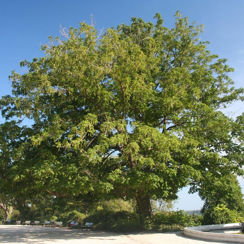 Pterocarya fraxinifolia - Caucasian wingnut (Plant habit)