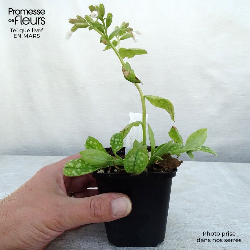 Pulmonaria Ice Ballet - Lungwort 8/9 cm pot sample as delivered in spring