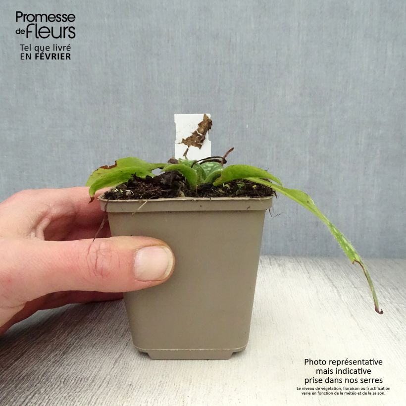 Pulmonaria Shrimps on the Barbie - Lungwort 8/9 cm pot sample as delivered in winter