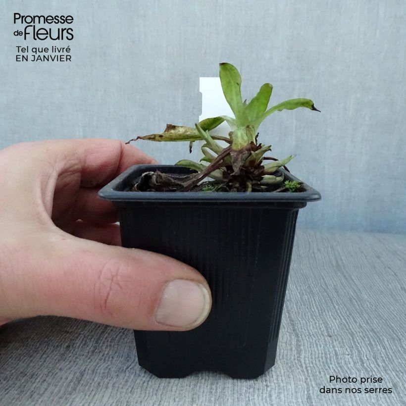 Pulmonaria saccharata Silver Bouquet - Lungwort 8/9 cm pot sample as delivered in winter