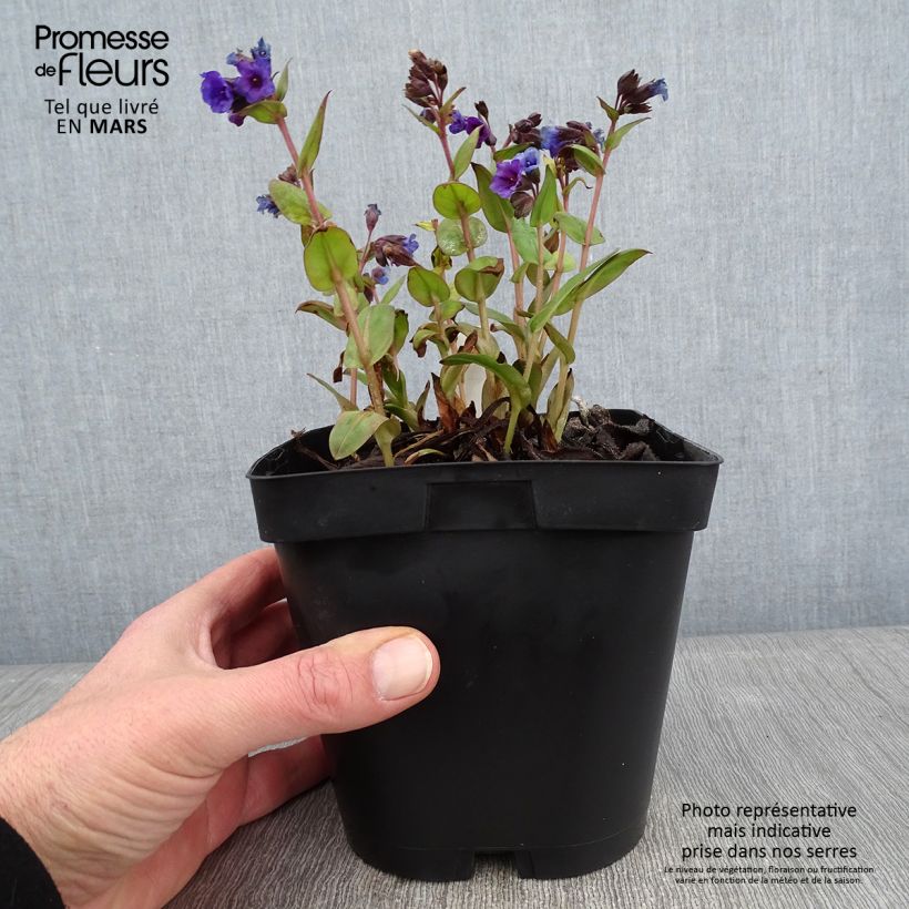 Pulmonaria Blue Ensign - Lungwort 2L/3L pot sample as delivered in winter