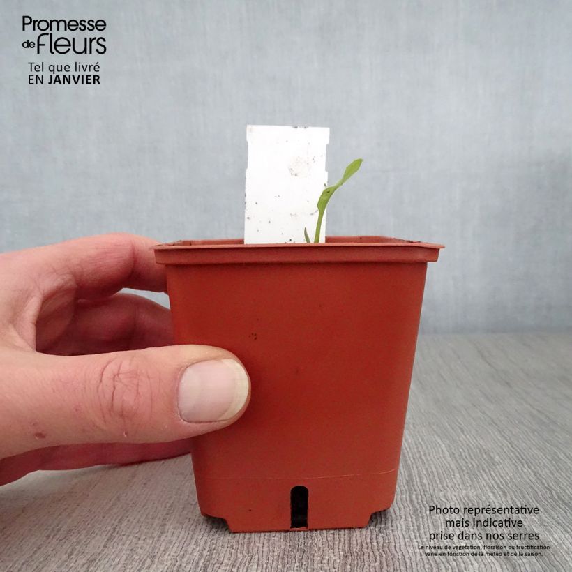 Pulmonaria Majesty - Lungwort 8/9 cm pot sample as delivered in winter