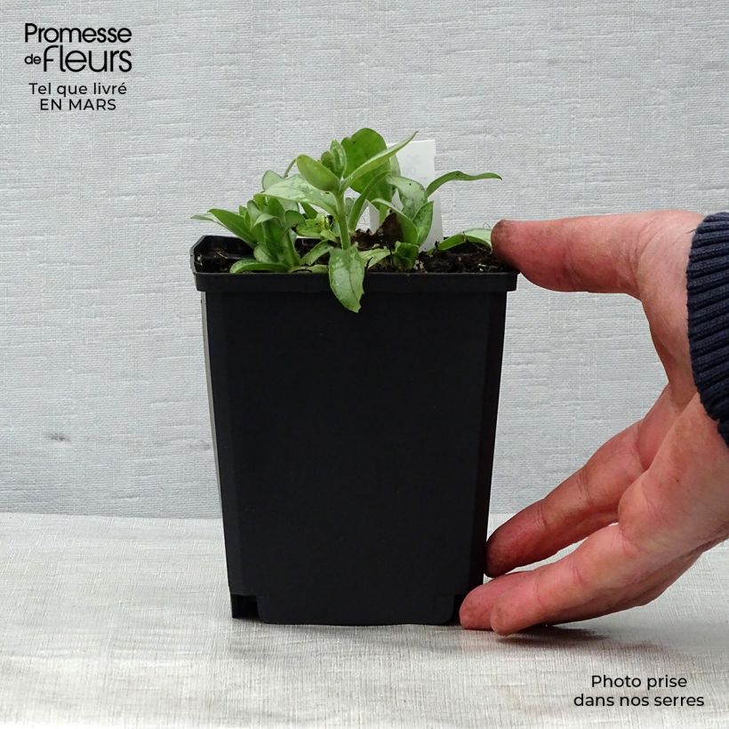 Pulmonaria Majesty - Lungwort 8/9 cm pot sample as delivered in spring