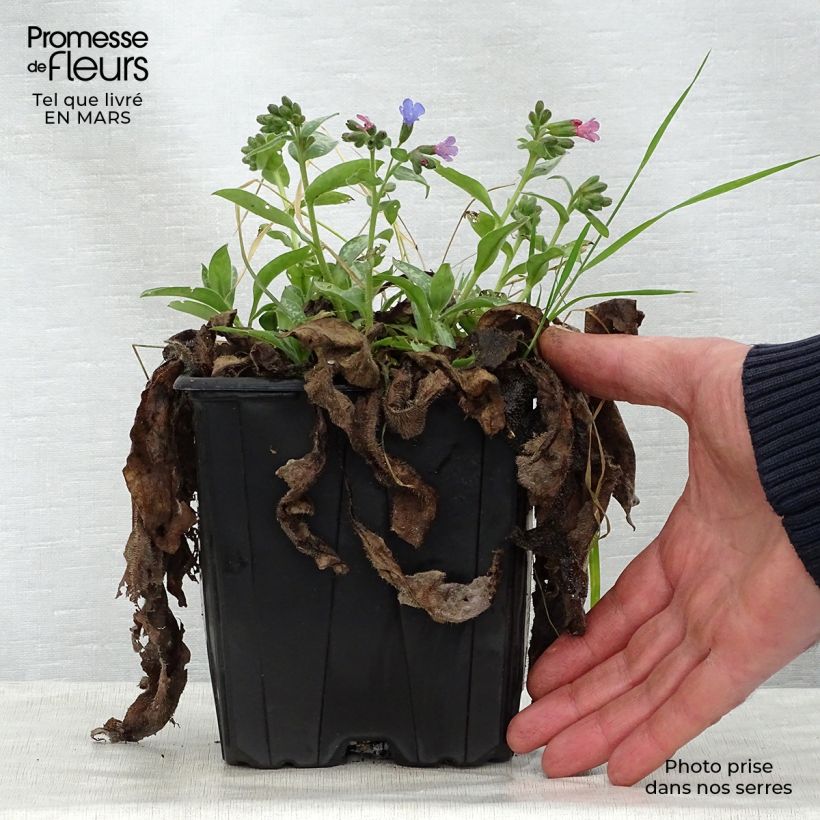 Pulmonaria Majesty - Lungwort 2L/3L pot sample as delivered in spring